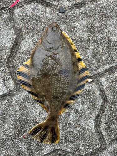カレイの釣果