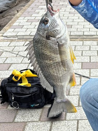 キビレの釣果