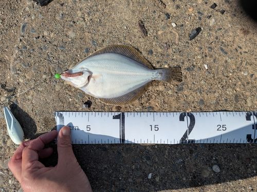 イシガレイの釣果