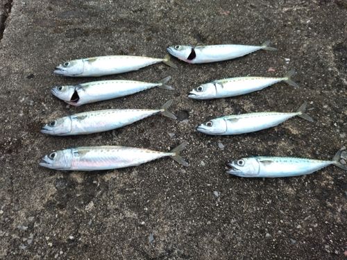 サバの釣果