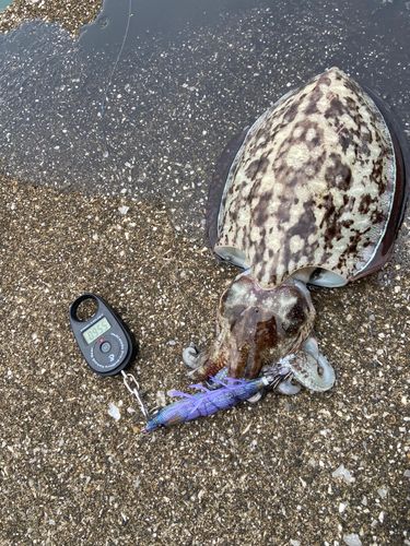 モンゴウイカの釣果