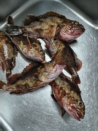 カサゴの釣果
