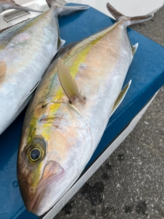 ショゴの釣果