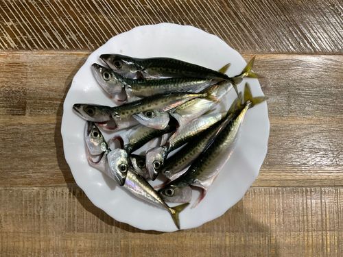 ゴマサバの釣果
