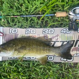 スモールマウスバス