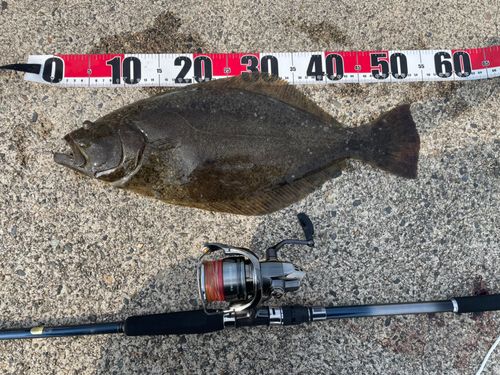 ヒラメの釣果