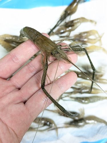 テナガエビの釣果