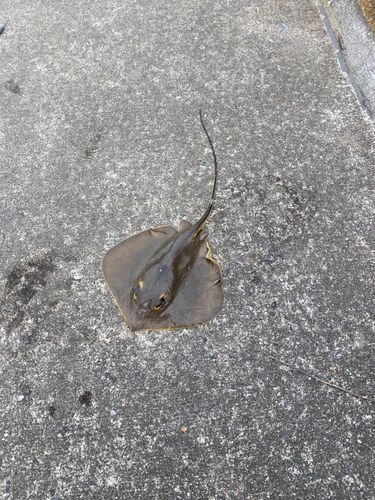 ウルメイワシ
