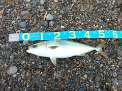 ハマチの釣果