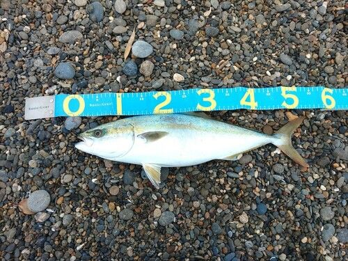 ハマチの釣果