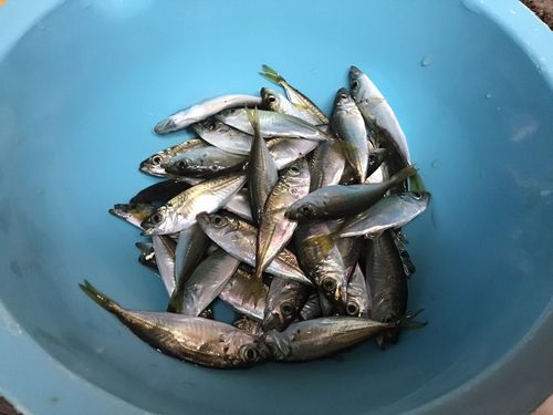 アジの釣果