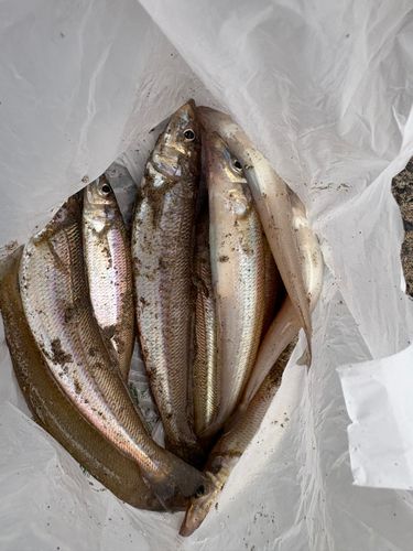 キスの釣果