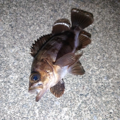 シロメバルの釣果