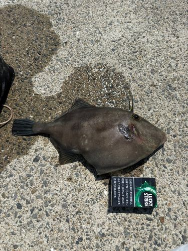 ウマヅラハギの釣果