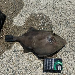 ウマヅラハギ