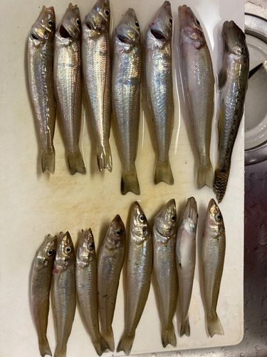 キスの釣果