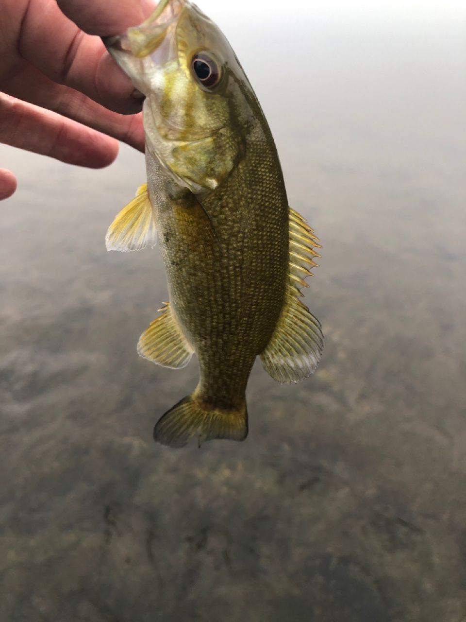 スモールマウスバス