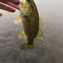 スモールマウスバス