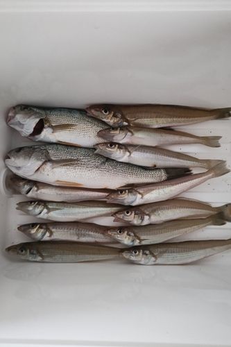シロギスの釣果