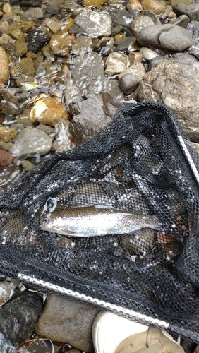 レインボートラウトの釣果