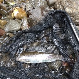 レインボートラウト