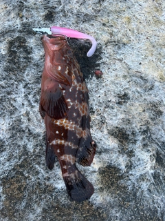 キジハタの釣果