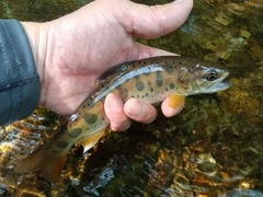 ヤマメの釣果