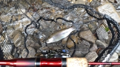 レインボートラウトの釣果