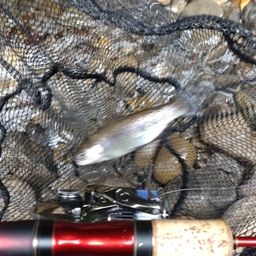 レインボートラウト