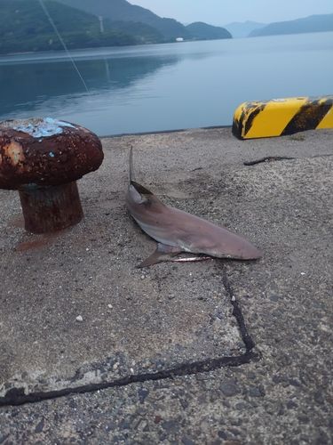 サメの釣果