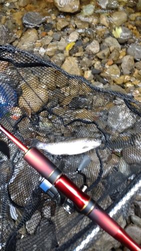 レインボートラウトの釣果