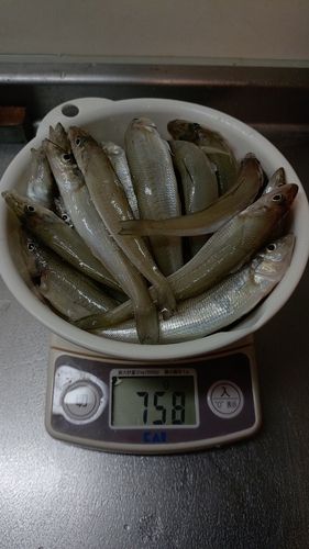 キスの釣果