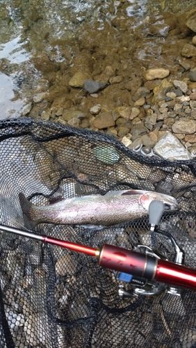 レインボートラウトの釣果