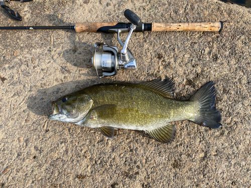 スモールマウスバスの釣果