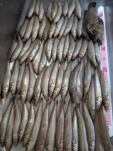 キスの釣果