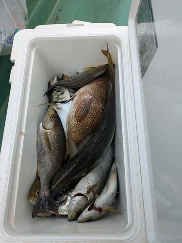 アジの釣果