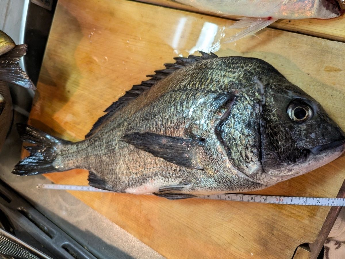 沖縄大好きナースさんの釣果 2枚目の画像