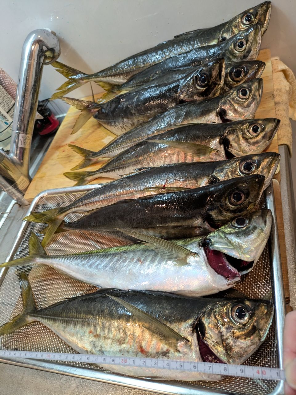 沖縄大好きナースさんの釣果 3枚目の画像