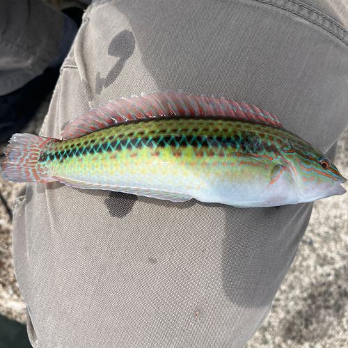 キュウセンの釣果