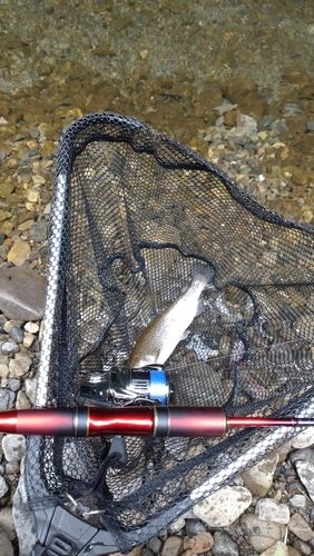レインボートラウトの釣果