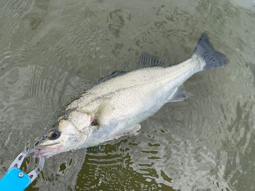 セイゴ（マルスズキ）の釣果