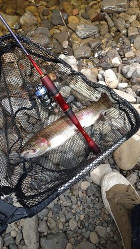レインボートラウトの釣果