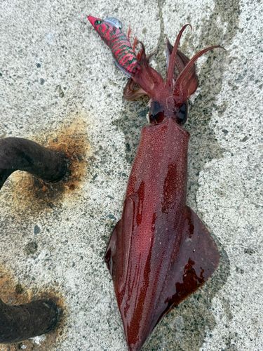 ケンサキイカの釣果