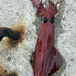 ケンサキイカ