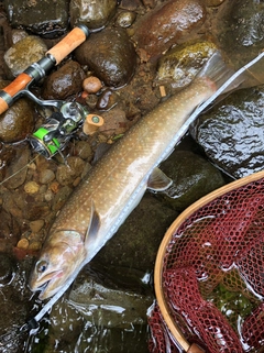 イワナの釣果
