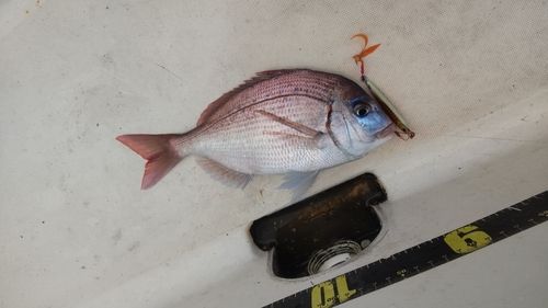 チダイの釣果