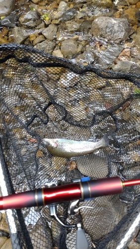 レインボートラウトの釣果