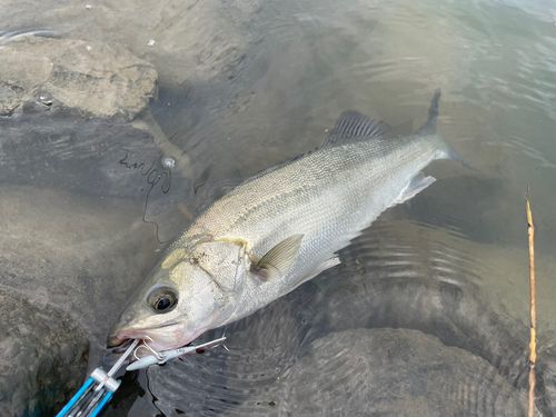 セイゴ（マルスズキ）の釣果