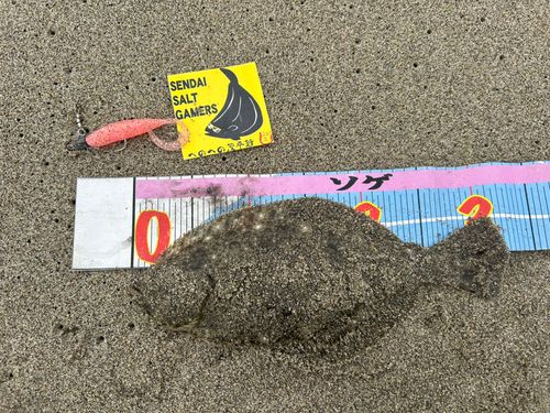 ヒラメの釣果