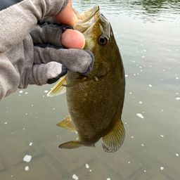 スモールマウスバス